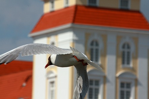 Binz
flying gull in front of the &quot;Kurhaus Binz&quot;<br />
Küste - Strand, Siedlung (Stadt/Dorf)
Jessica Bushnaq